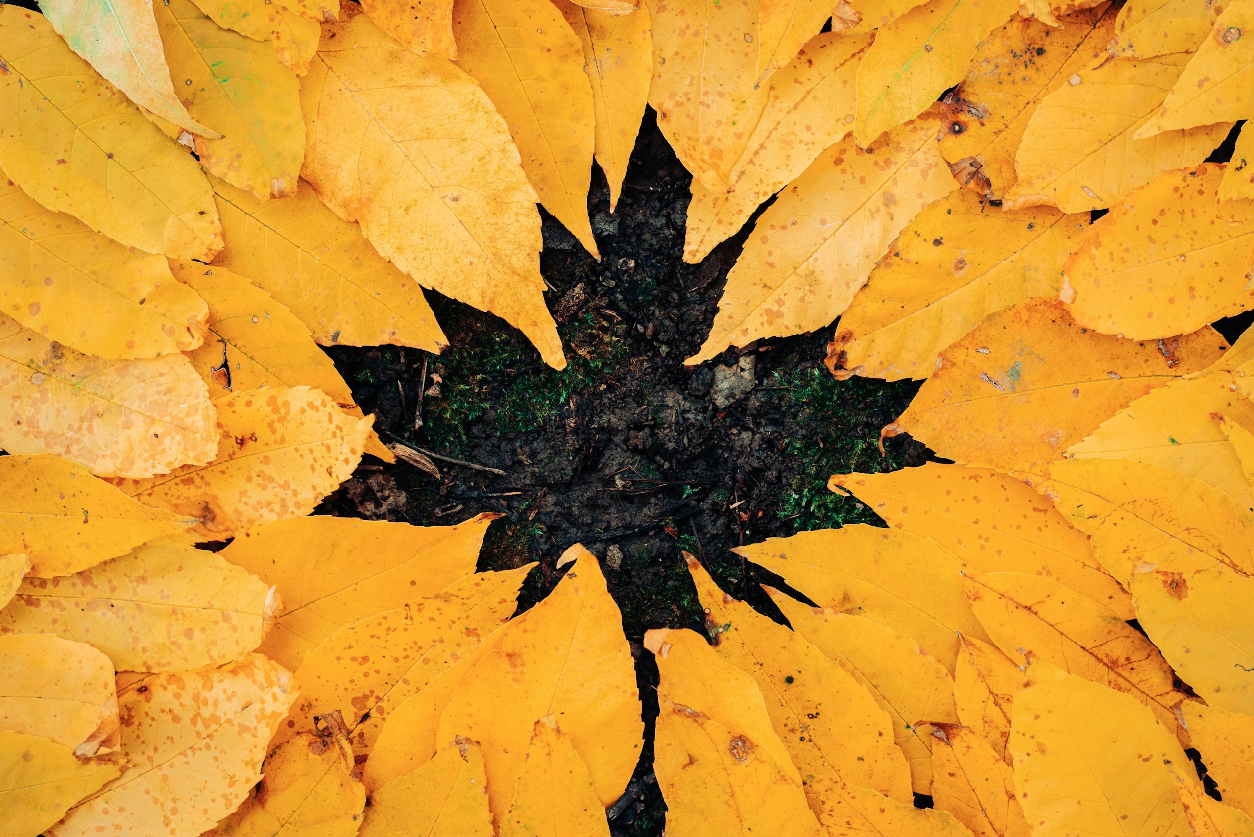 Close-up of bright yellow autumn leaves arranged in a circle on the forest floor.